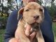 American Bully Puppies for sale in Wood Lake, MN 56297, USA. price: NA