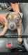 American Bully Puppies for sale in Tulsa, OK, USA. price: NA