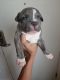 American Bully Puppies for sale in Fresno, CA, USA. price: $1