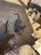 American Bully Puppies for sale in 10 Pine Ln, New Oxford, PA 17350, USA. price: NA