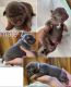 American Bully Puppies for sale in Dobson, NC 27017, USA. price: NA