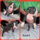 American Bully Puppies for sale in Kansas City, MO 64134, USA. price: NA