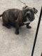 American Bully Puppies for sale in Calumet City, IL 60409, USA. price: NA