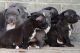 American Bully Puppies for sale in Ventura, CA 93003, USA. price: NA
