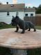 American Bully Puppies for sale in North Providence, RI 02911, USA. price: NA