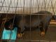 American Bully Puppies for sale in Springfield, MA 01108, USA. price: NA