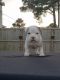 American Bully Puppies for sale in Ivor, VA 23866, USA. price: NA