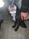 American Bully Puppies for sale in New Rochelle, NY, USA. price: $800