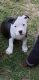 American Bully Puppies for sale in Clinton, AR 72031, USA. price: $2,500