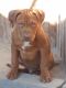 American Bully Puppies for sale in Pueblo, CO, USA. price: $1,200