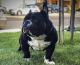 American Bully Puppies for sale in Manteca, CA, USA. price: NA