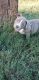 American Bully Puppies for sale in Clinton, AR 72031, USA. price: NA