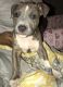 American Bully Puppies for sale in Newark, NJ, USA. price: $1,000