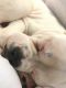 American Bully Puppies for sale in Fort Mill, SC, USA. price: $1,600
