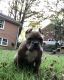 American Bully Puppies for sale in Winston-Salem, NC, USA. price: $3,000