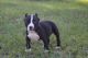 American Bully Puppies for sale in Bethune, SC 29009, USA. price: NA