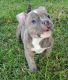 American Bully Puppies for sale in La Verne, CA 91750, USA. price: NA