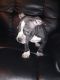 American Bully Puppies for sale in South Side, Chicago, IL, USA. price: NA