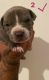 American Bully Puppies for sale in 5702 Accomac St, Springfield, VA 22150, USA. price: $700