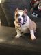 American Bully Puppies for sale in Indian Trail, NC, USA. price: NA