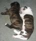 American Bully Puppies for sale in Okeechobee, FL, USA. price: $600