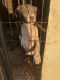 American Bully Puppies for sale in 9330 E Ave T, Littlerock, CA 93543, USA. price: NA