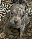 American Bully Puppies for sale in South Jersey, NJ, USA. price: $5,500