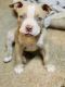 American Bully Puppies for sale in Evansville, IN, USA. price: NA