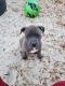 American Bully Puppies for sale in Kerrville, TX 78028, USA. price: $150