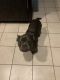 American Bully Puppies for sale in Katy, TX, USA. price: $1,200