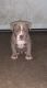American Bully Puppies for sale in Sanford, NC, USA. price: NA