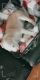 American Bully Puppies for sale in Oklahoma City, OK, USA. price: $900