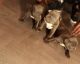 American Bully Puppies for sale in Fort Myers, FL, USA. price: $1,500