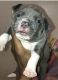 American Bully Puppies for sale in Lansing, MI, USA. price: NA