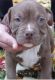 American Bully Puppies for sale in Puyallup, WA, USA. price: NA