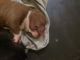 American Bully Puppies for sale in Park City, KY 42160, USA. price: NA
