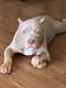 American Bully Puppies for sale in Capitol Heights, MD 20743, USA. price: NA