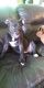 American Bully Puppies for sale in Osawatomie, KS, USA. price: NA