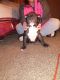 American Bully Puppies for sale in South Bend, IN, USA. price: $1,500