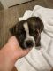 American Bully Puppies for sale in Doral, FL, USA. price: $750
