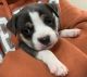 American Bully Puppies for sale in Palm Bay, FL, USA. price: NA