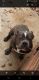 American Bully Puppies for sale in Belmont, NC 28012, USA. price: NA