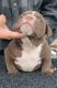 American Bully Puppies for sale in 8400 NW 8th St, Miami, FL 33126, USA. price: NA