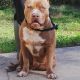 American Bully Puppies for sale in McDonough, GA, USA. price: $400