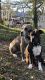 American Bully Puppies for sale in Collins, MS 39428, USA. price: NA