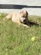 American Bully Puppies for sale in Lawrenceville, GA, USA. price: NA