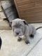 American Bully Puppies for sale in Tracy, CA 95377, USA. price: NA