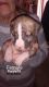 American Bully Puppies for sale in Fort Wayne, IN, USA. price: $400