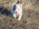 American Bully Puppies for sale in Bolivar, MO 65613, USA. price: NA