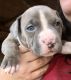American Bully Puppies for sale in Collins, MS 39428, USA. price: $300